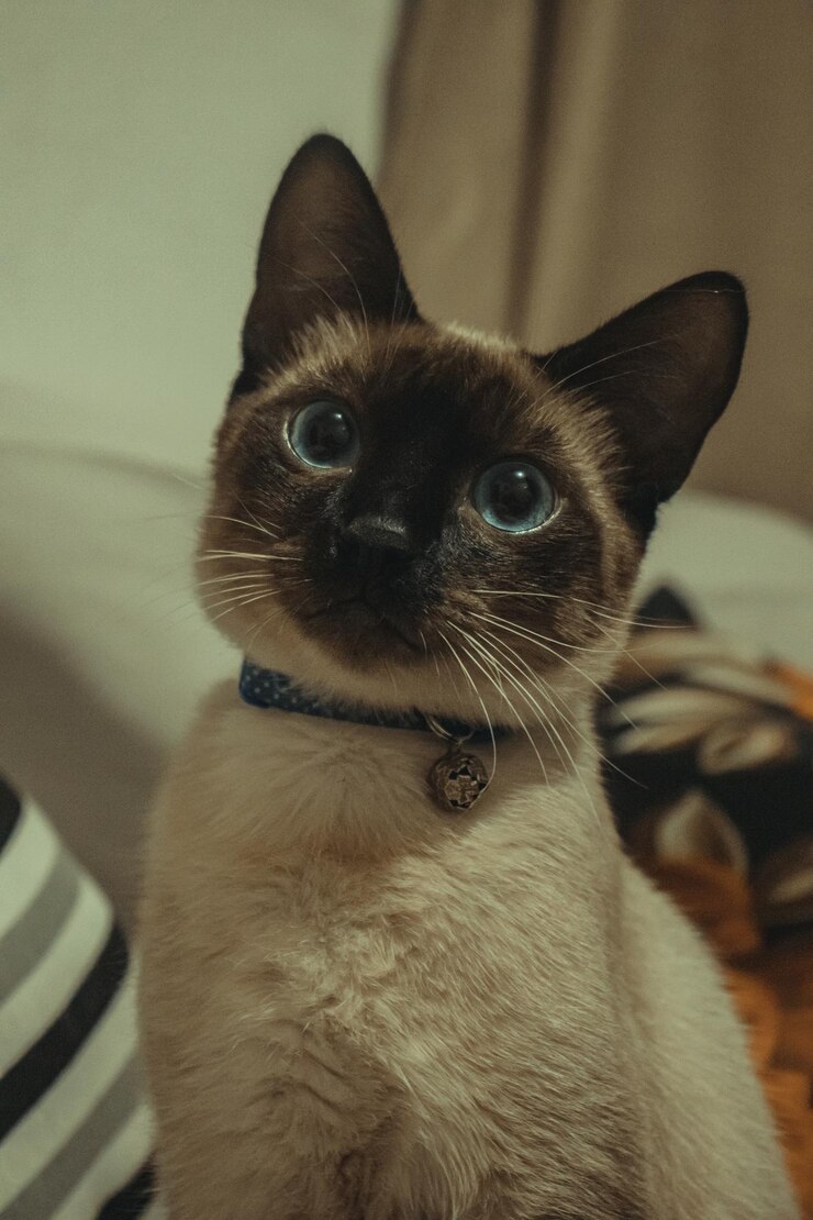 Foto um gato siamês com coleira azul e etiqueta azul.