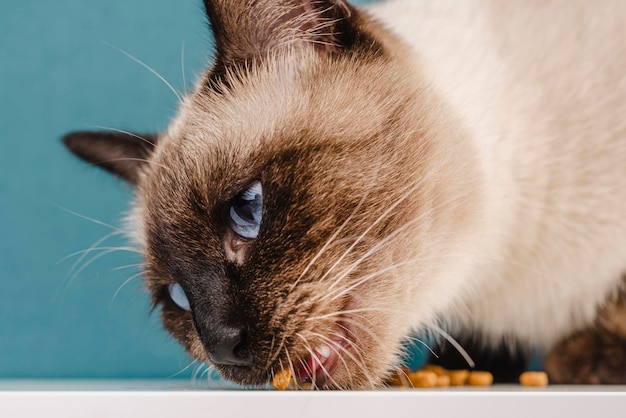 Um gato siamês come comida seca de perto o gato gosta de comida seca comida de gato seca é comida artificial prejudicial para animais