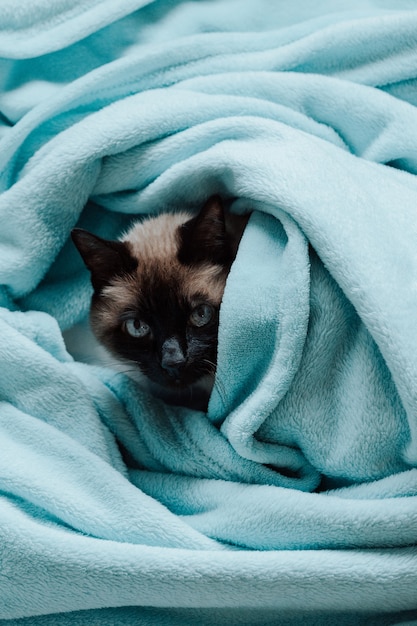 Um gato siamês dentro de um cobertor azul olhando para a câmera com curiosidade