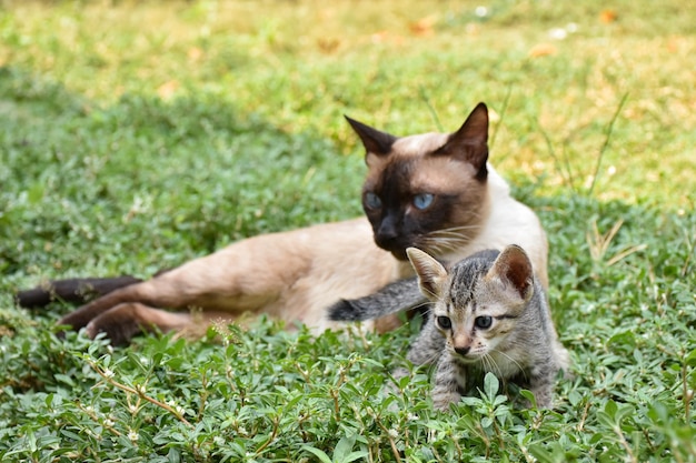 Um gato siamês e um gatinho deitado na grama