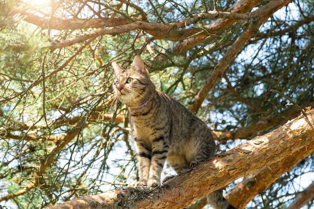 Um gato sobe nos galhos de uma árvore Um animal de estimação em uma caminhada ao ar livre Proteção contra pulgas de carrapatos