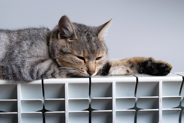 Um gato tigre relaxando em um radiador quente