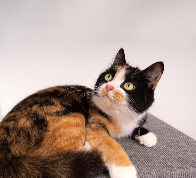 Um gato tricolor doméstico senta-se em um poste de arranhar de gato