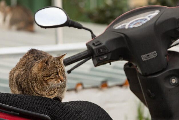 Um gato tricolor parece calmo e deita-se calmamente na bicicleta em um dia quente de verão