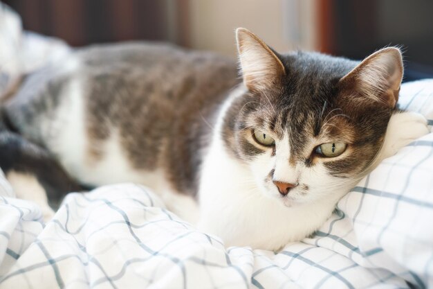 Um gato triste encontra-se em um cobertor branco e olha ansiosamente para longe Uma condição dolorosa de um animal de estimação