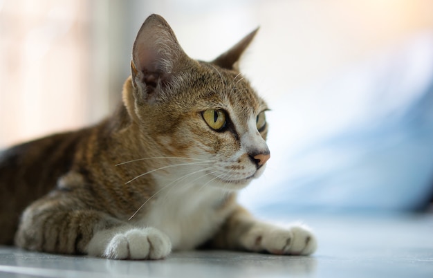 Um gato velho, de raças tailandesas reais, senta-se na casa.