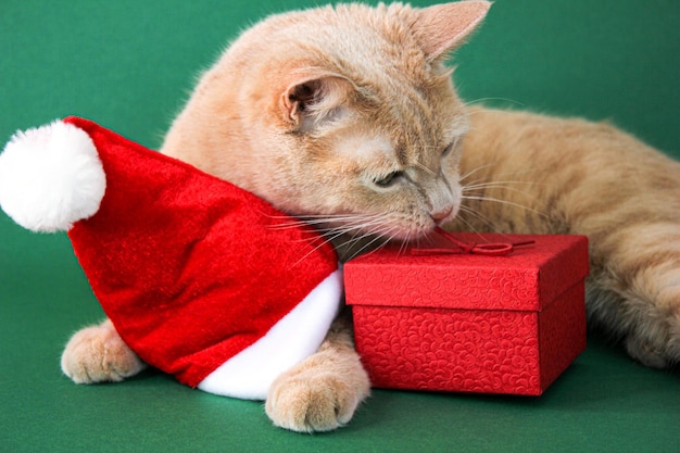 Um gato vermelho ao lado de um chapéu de Natal está cheirando uma caixa de presente vermelha. Fundo verde.