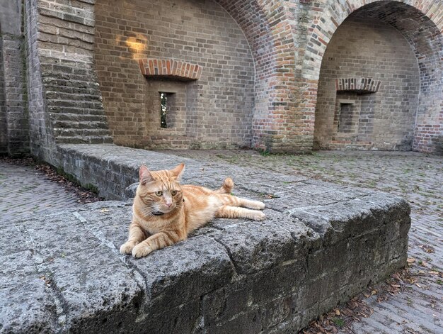 Foto um gato vermelho bonito está deitado na fortaleza na cidade holandesa de leiden um belo gato relaxado descansando