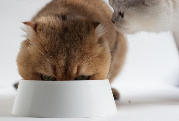 Um gato vermelho come de uma tigela, e um gato prateado olha para ele em seguida.