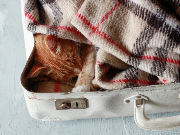 Um gato vermelho deitado em uma mala branca