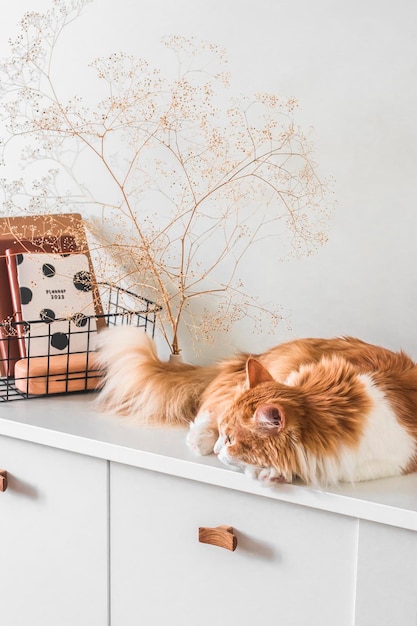 Um gato vermelho dorme em uma cômoda branca ao lado de uma cesta e decoração na sala de estar