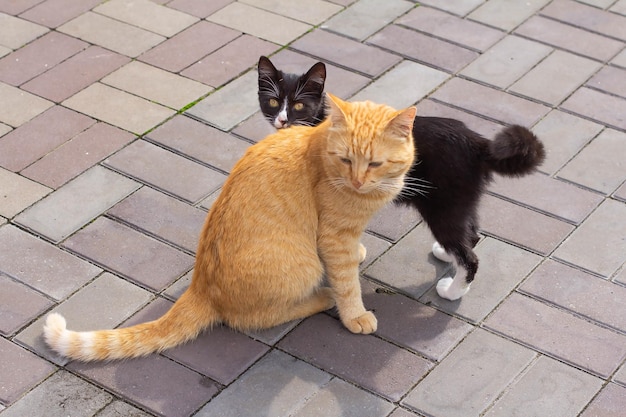 Um gato vermelho e um gato preto no quintal