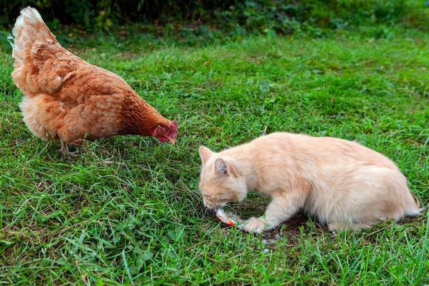 Um gato vermelho e uma galinha compartilham peixes na grama