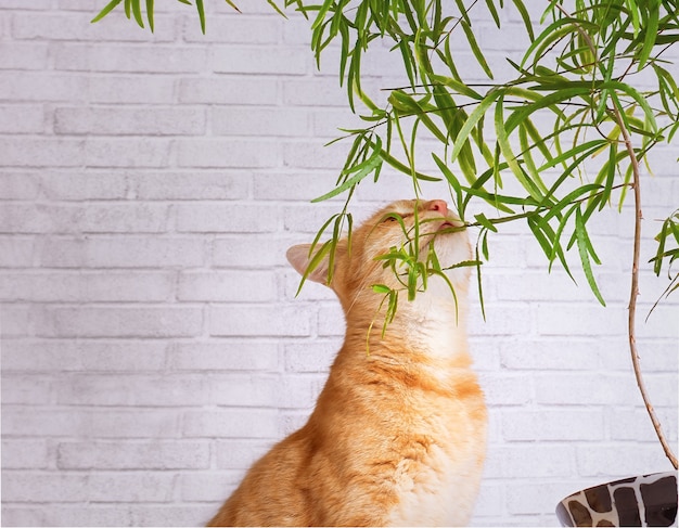 Um gato vermelho e uma planta verde Pteris em um vaso ESTÃO encostados na parede no estilo loft