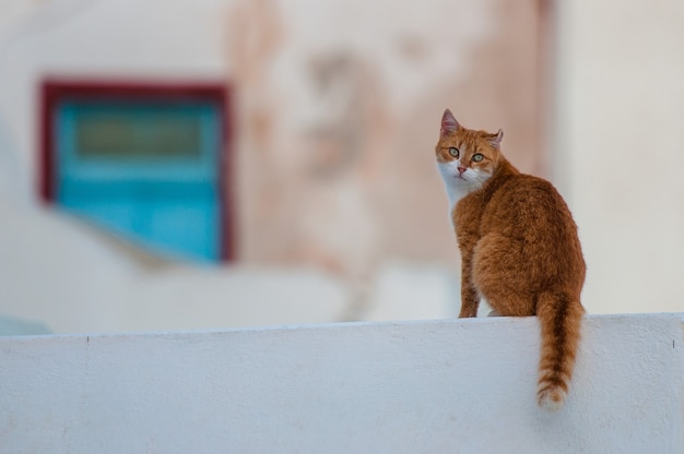 Um gato vermelho está sentado em uma casa no arquipélago de santorini.