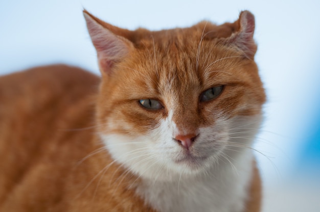 Um gato vermelho está sentado em uma casa no arquipélago de Santorini.