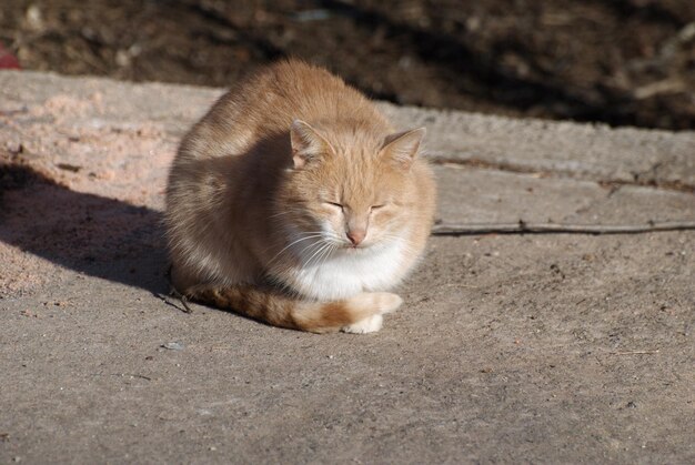 Um gato vermelho está tomando sol. Região de Moscow. Rússia