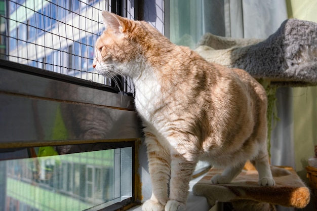 Um gato vermelho olha pela janela com uma grade na varanda Animal Safety Pet
