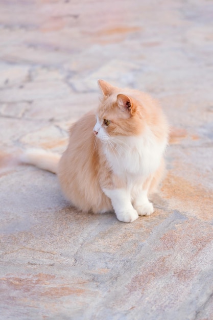 Um gato vermelho senta-se na calçada e olha para longe