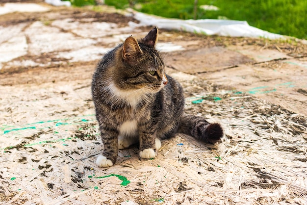 Um gato vira-lata cinza está sentado no gramado. Retrato de um lindo gato de rua à solta.