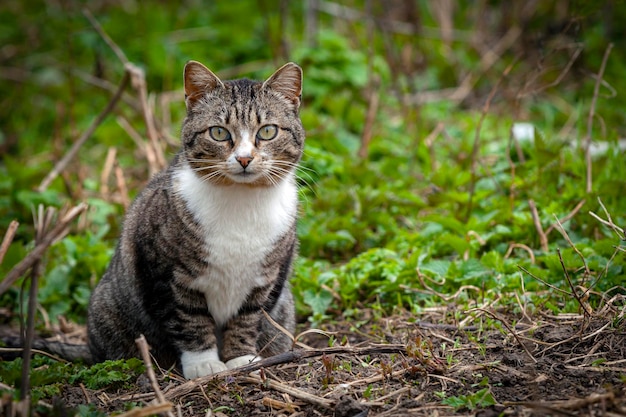 Um gato vira-lata na aldeia está brincando na grama
