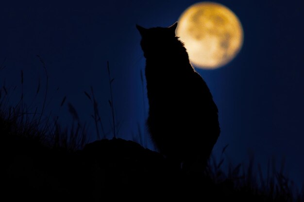 Foto um gato visto por trás olhando para a lua em antecipação da caça noturna