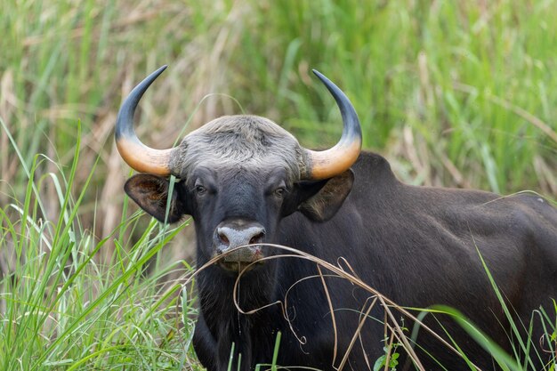 Foto um gaur selvagem escondido na grama alta da selva.