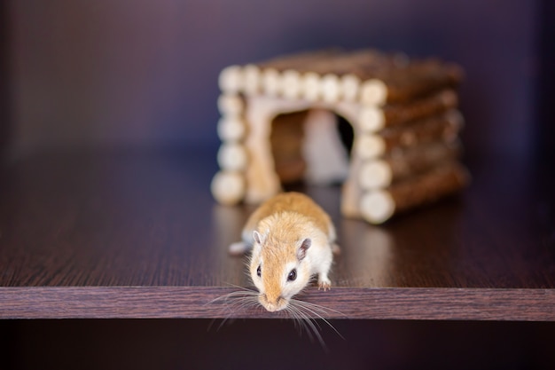 Um gerbil é executado em uma prateleira no contexto de uma casa de madeira. Roedor de bigode vermelho com bigode longo