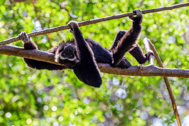 Foto um gibão preto descansando em uma árvore