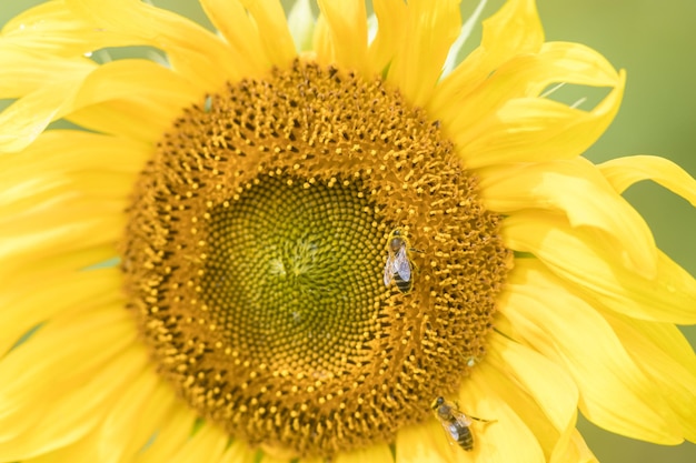 Um girassol amarelo brilhante crescendo no campo as abelhas sentadas na flor