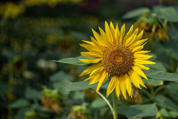 Um girassol amarelo em plena floração no campo