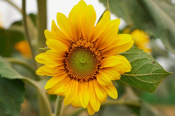 Foto um girassol com folhas verdes e um centro amarelo