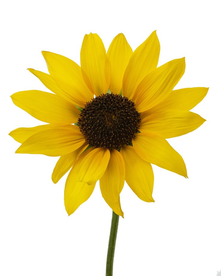 Foto um girassol com um centro preto e um centro amarelo