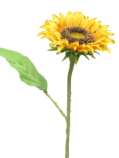 um girassol com uma folha verde