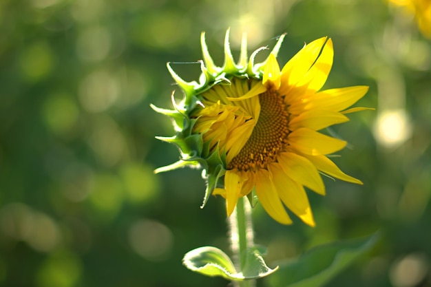 Um girassol travesso parece tímido se esconde modestamente atrás de folhas em um campo verde contra um fundo de bokeh