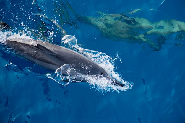 Um golfinho isolado a saltar no mar azul profundo.
