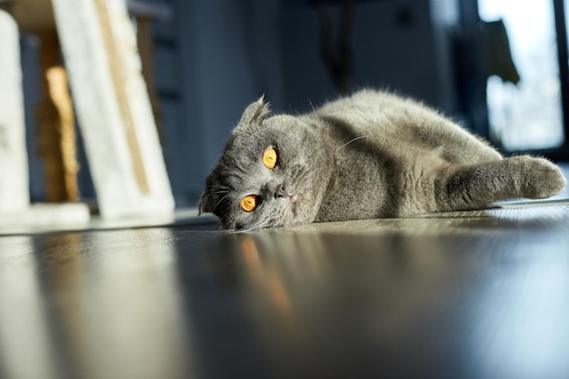 Um gordo gato malhado escocês cinza está deitado no chão