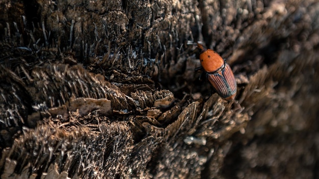 Um gorgulho de palmeira nos troncos das palmeiras. Um besouro de cor vermelha enferrujada é uma espécie de besouro do focinho conhecido como Rhynchophorus ferrugineus. Praga em plantações de palmeira