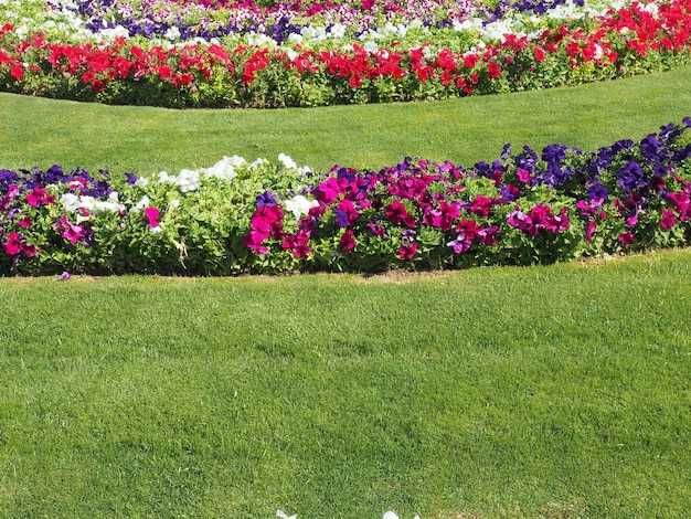 Um gramado com flores coloridas no meio