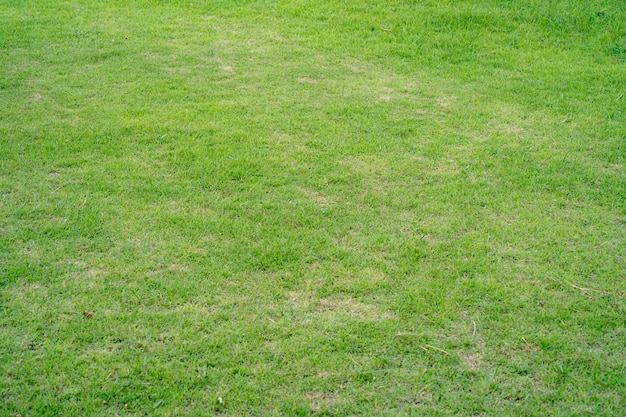 Um gramado com uma placa que diz 'grama'