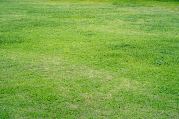 Um gramado verde com um cachorro preto nele