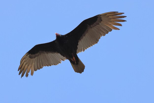 Foto um grande abutre voando em um céu azul claro acima de sua superfície