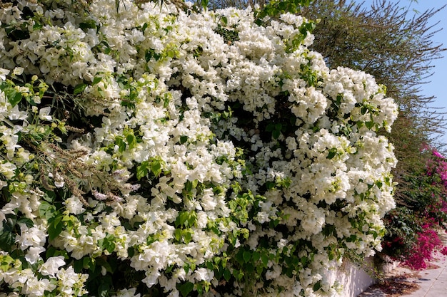Foto um grande arbusto buganvílias (buganvílias glabra) florescendo abundantemente em chipre