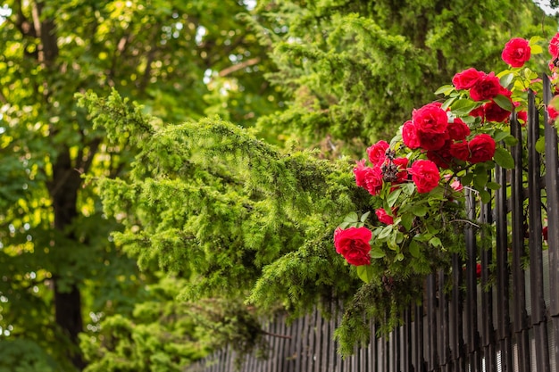 Um grande arbusto de rosas vermelhas em um parque da cidade Moldura para cartões postais