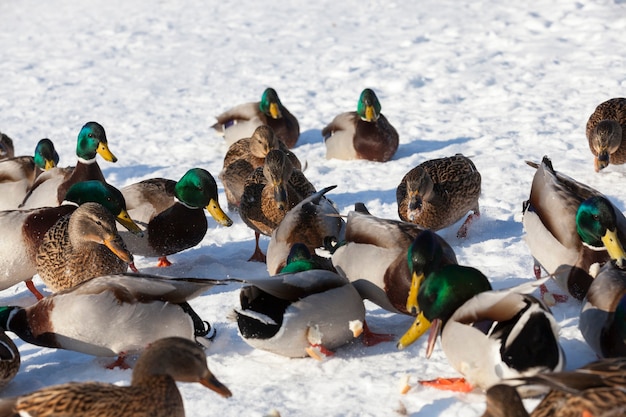 Um grande bando de patos que ficou para o inverno na Europa, a estação fria com geadas e neve, patos sentam na neve