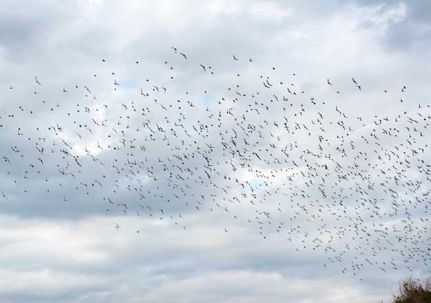 Um grande bando voador de pequenos pássaros contra o céu escuro