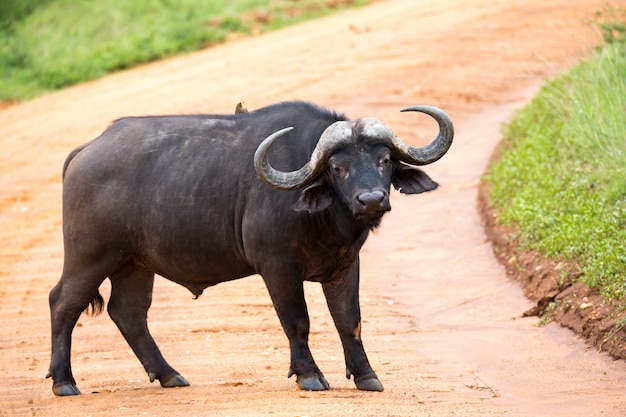 Um grande búfalo está em um caminho na savana