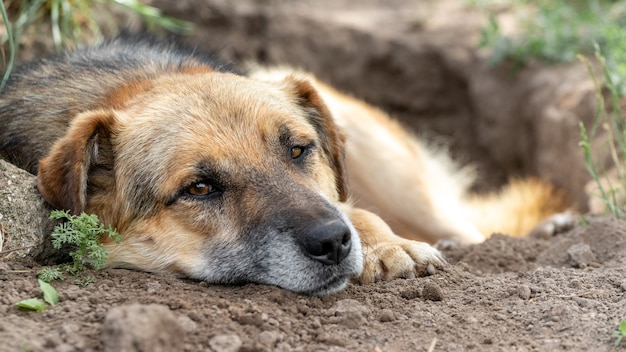 Um grande cachorro marrom deitado em uma cova cavada