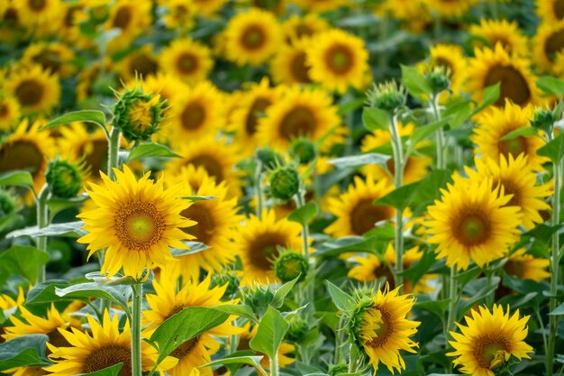 Um grande campo agrícola para o cultivo de girassol em escala industrial lindas flores e folhas de girassol closeup à luz do sol poente produção de óleo e ração animal