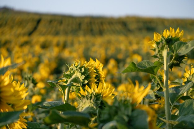 Um grande campo agrícola para o cultivo de girassol em escala industrial Lindas flores e folhas de girassol closeup à luz do sol poente Produção de óleo e ração animal